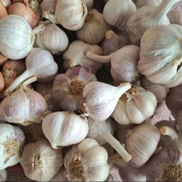 TỎI KHÔ