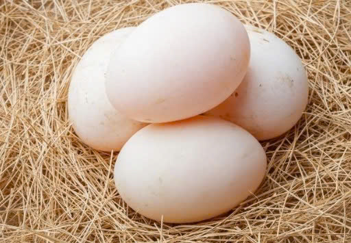 TRỨNG VỊT