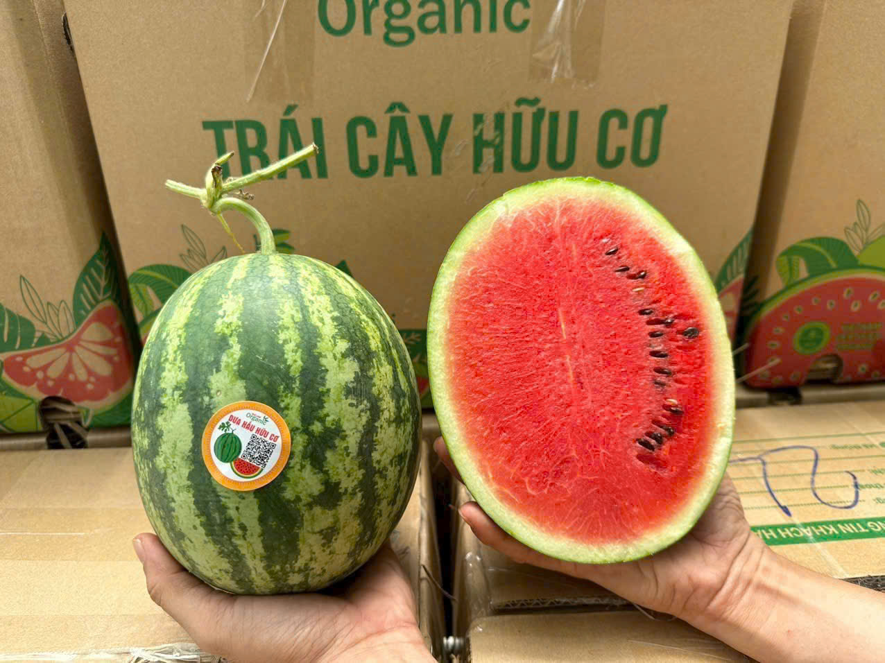 Dưa hấu