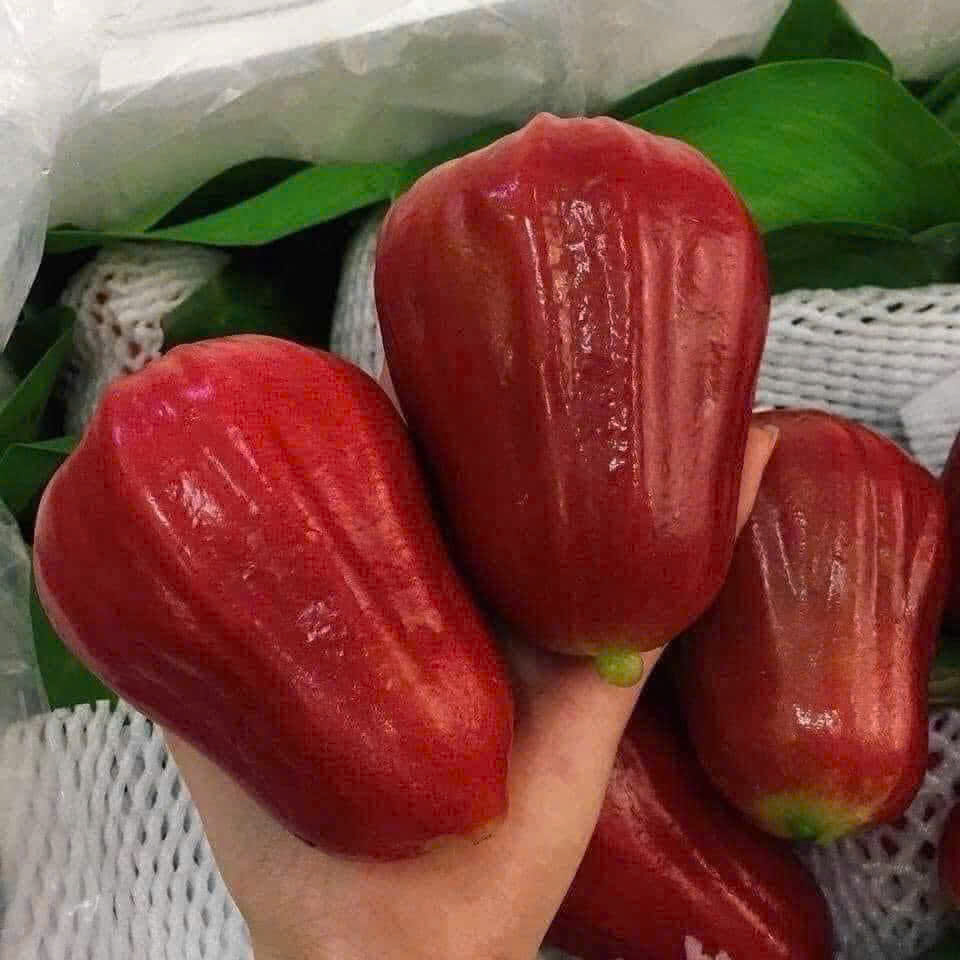 Quả Roi