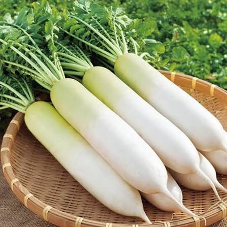 Củ cải trắng - Đông Cao