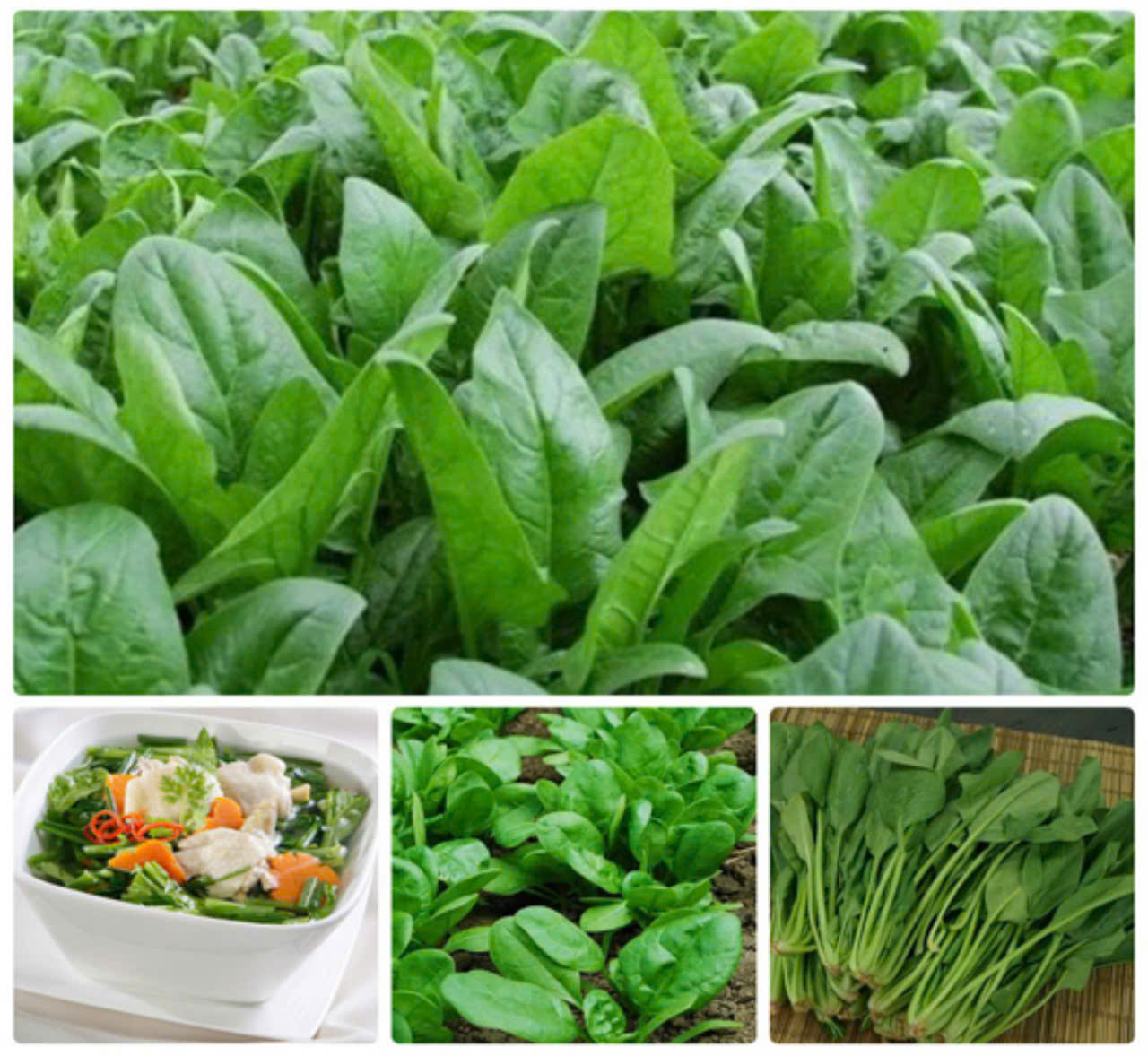 Cải bó xôi