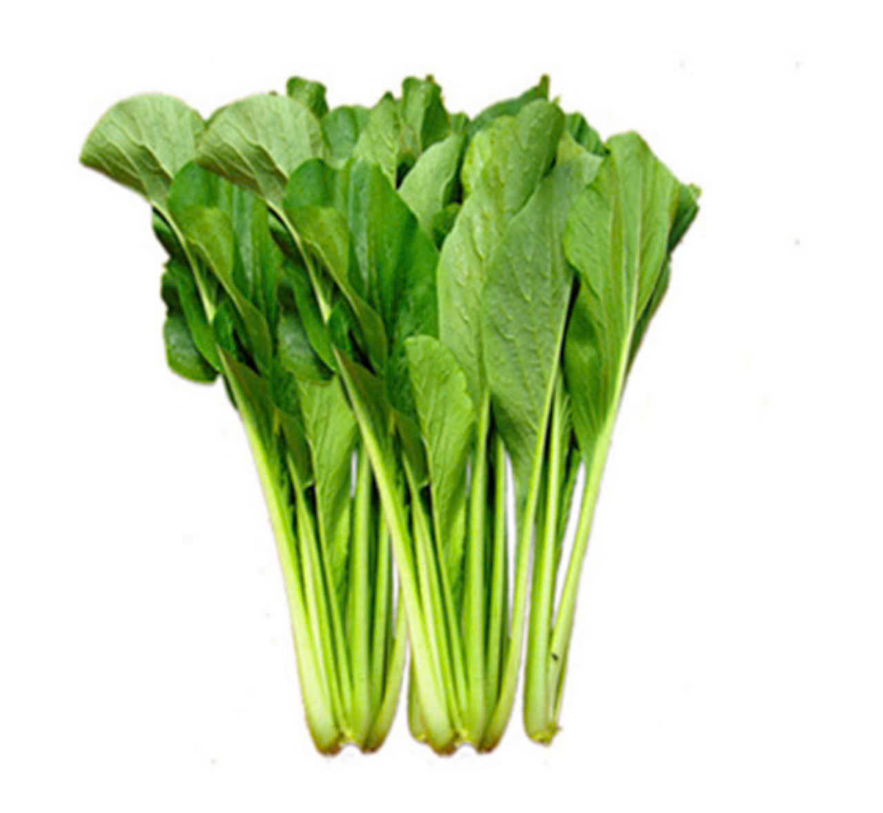Cải ngọt