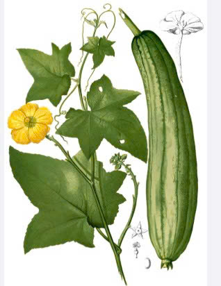 MƯỚP HƯƠNG
