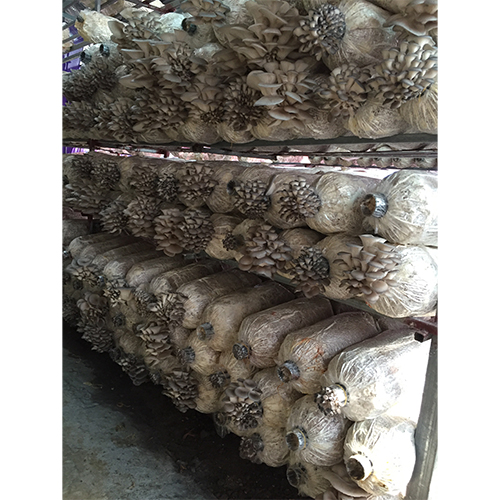 Phôi nấm sò trắng