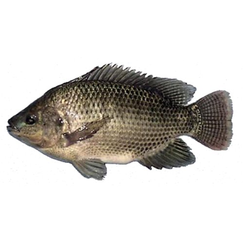 Cá rô phi