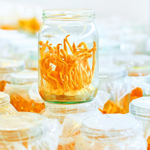 Đông Trùng Hạ Thảo Tươi 70 gram