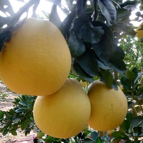 Bưởi diễn