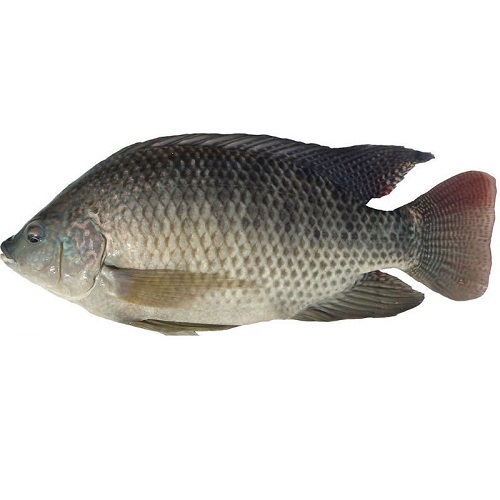 Cá rô phi