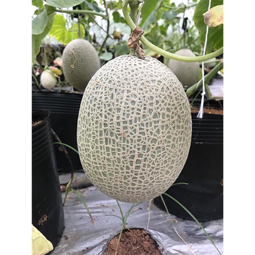 Dưa lưới xanh