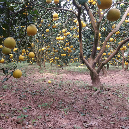 Bưởi diễn Tráng Việt