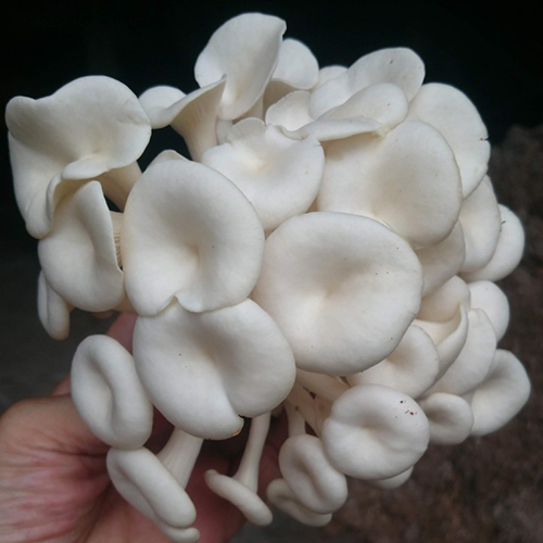 Nấm sò trắng