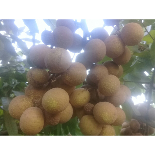 Quả nhãn