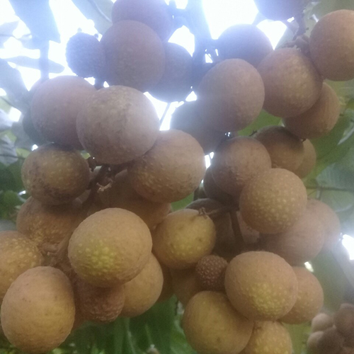 Quả nhãn