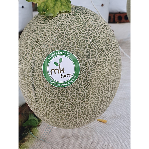 Dưa lưới