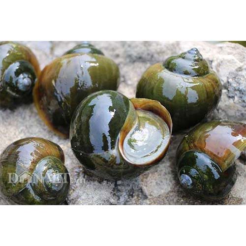 Ốc nhồi