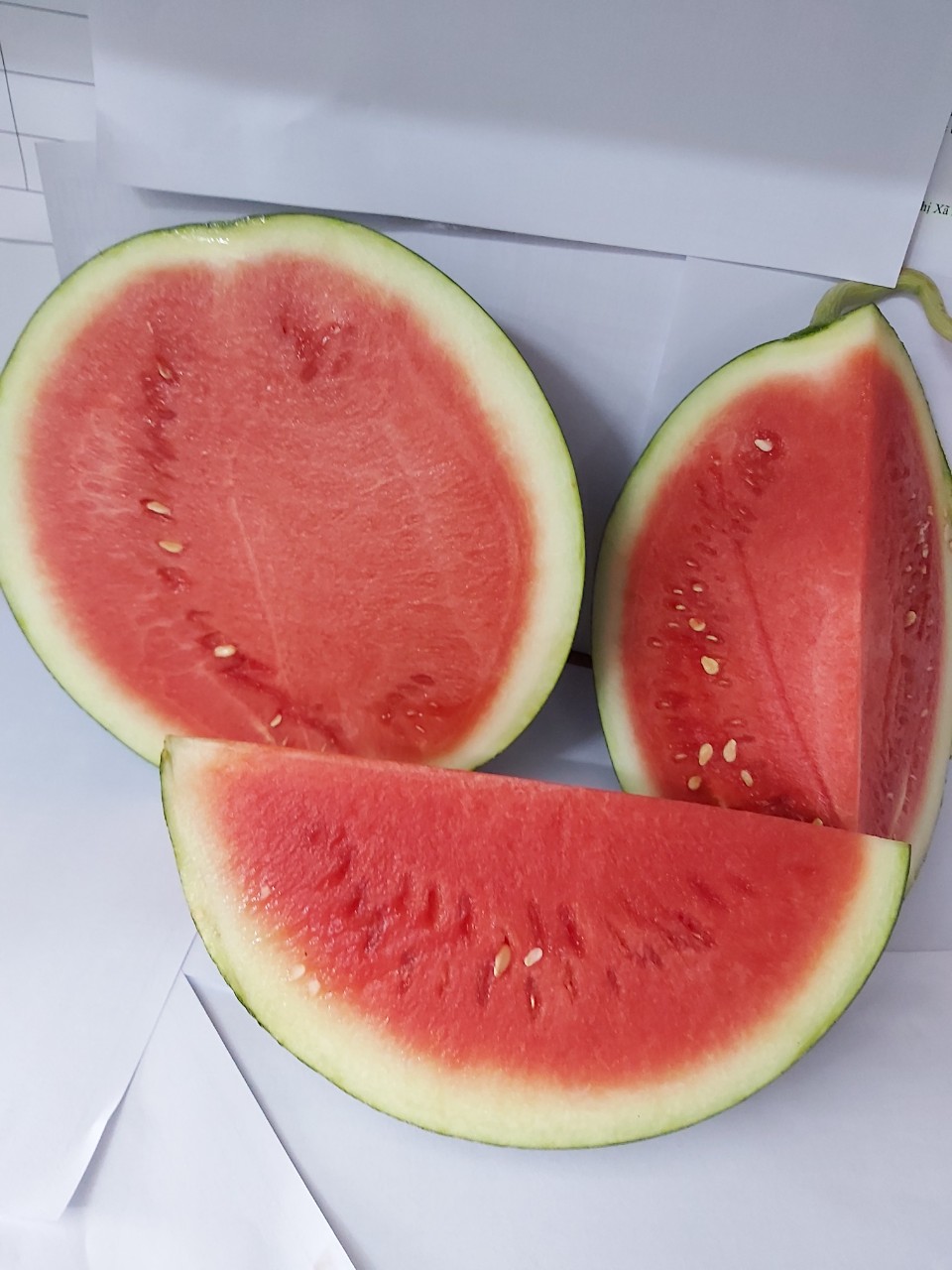 Dưa hấu  Tiểu Hắc Long (  Lộc Phát )