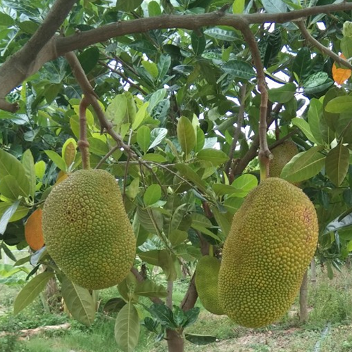 Quả mít