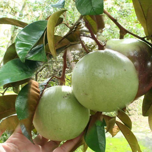 Vú Sữa lò rèn