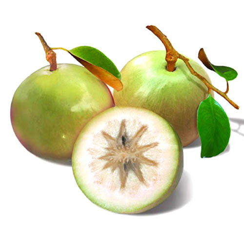 Vú Sữa Bơ Hồng