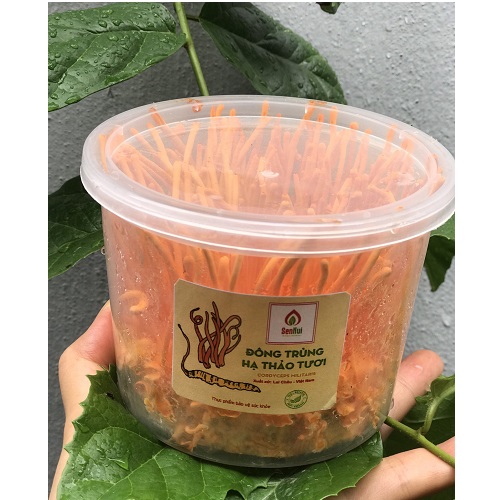 Đông trùng hạ thảo tươi