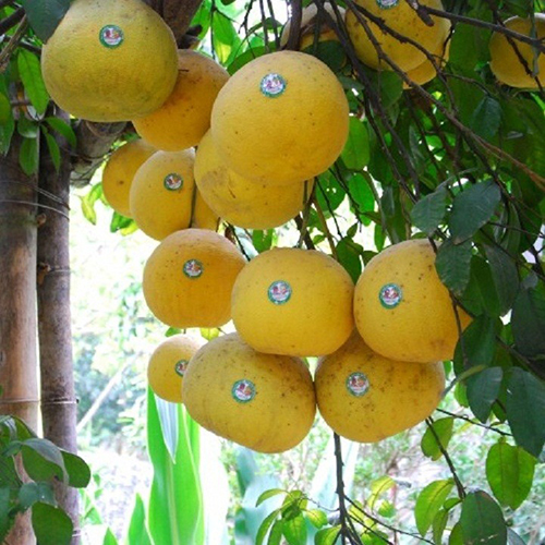 Bưởi đỏ Tân Lạc
