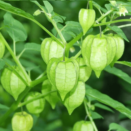 Rau tầm bóp