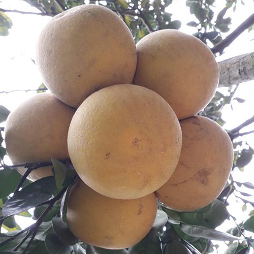 Bưởi hữu cơ sinh học