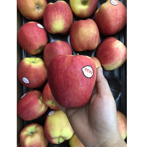 Táo Ambrosia canada