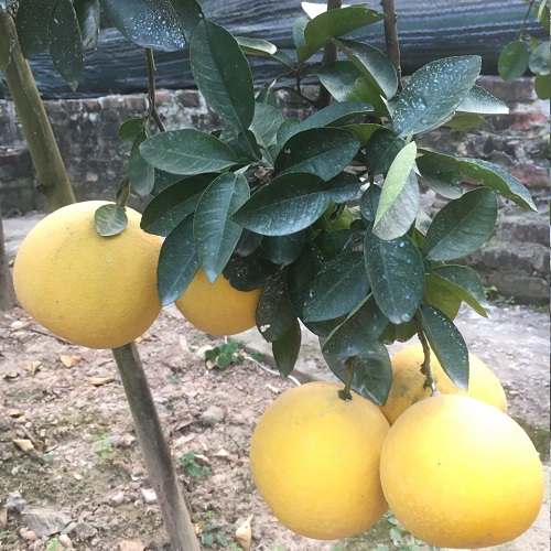 Bưởi diễn