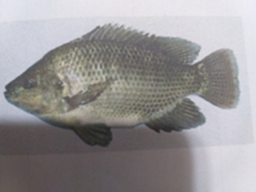 Cá rô phi