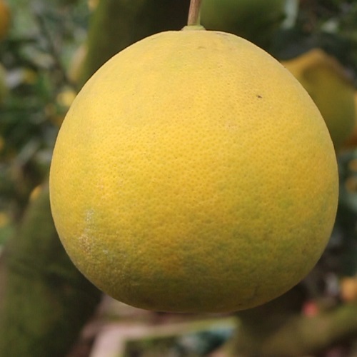 Bưởi Phúc Trạch