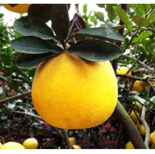 Bưởi Diễn Luyện Nguyễn