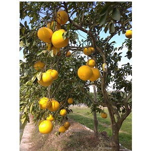 Bưởi diễn