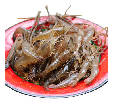 Tôm sông Đà