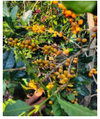 Cà phê pha máy đặc biệt new ideal