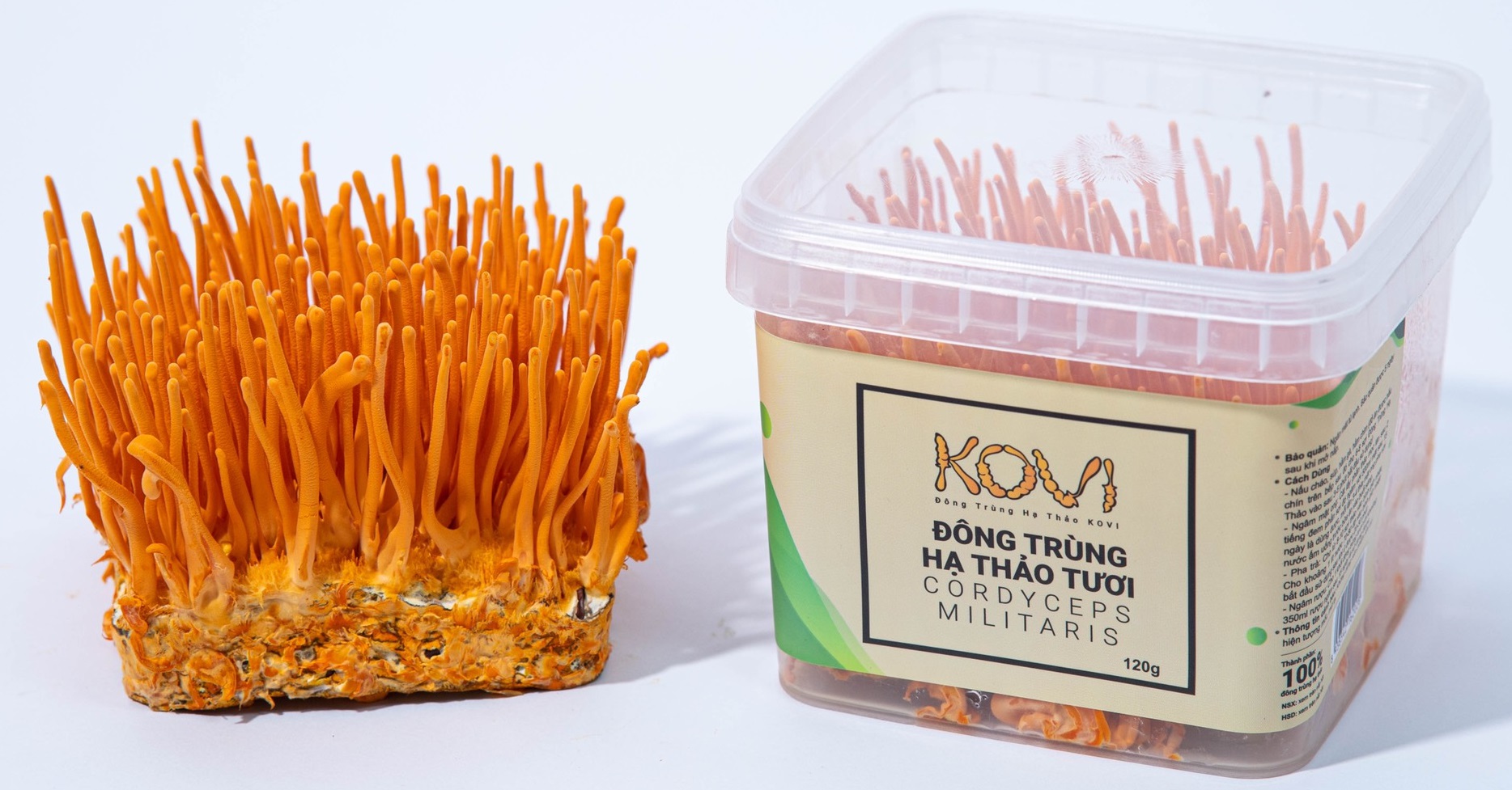 Đông trùng hạ thảo tươi KOVI