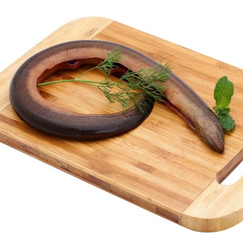 Lươn đồng
