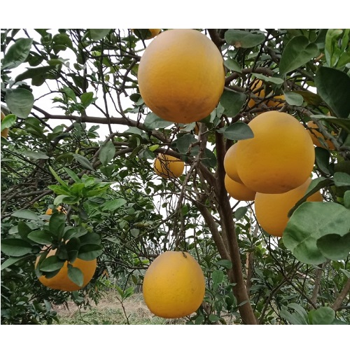 Bưởi diễn