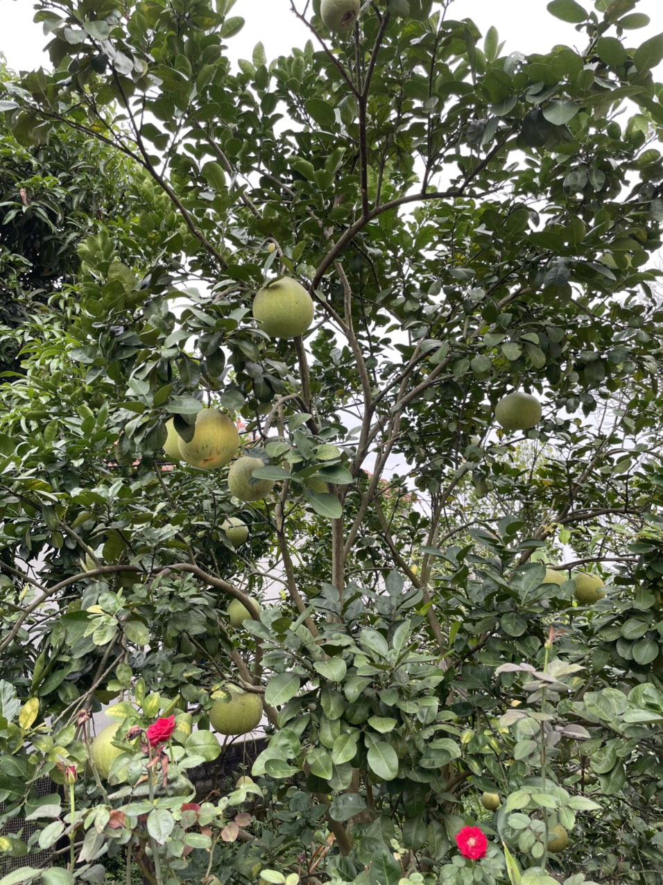 Bưởi diễn