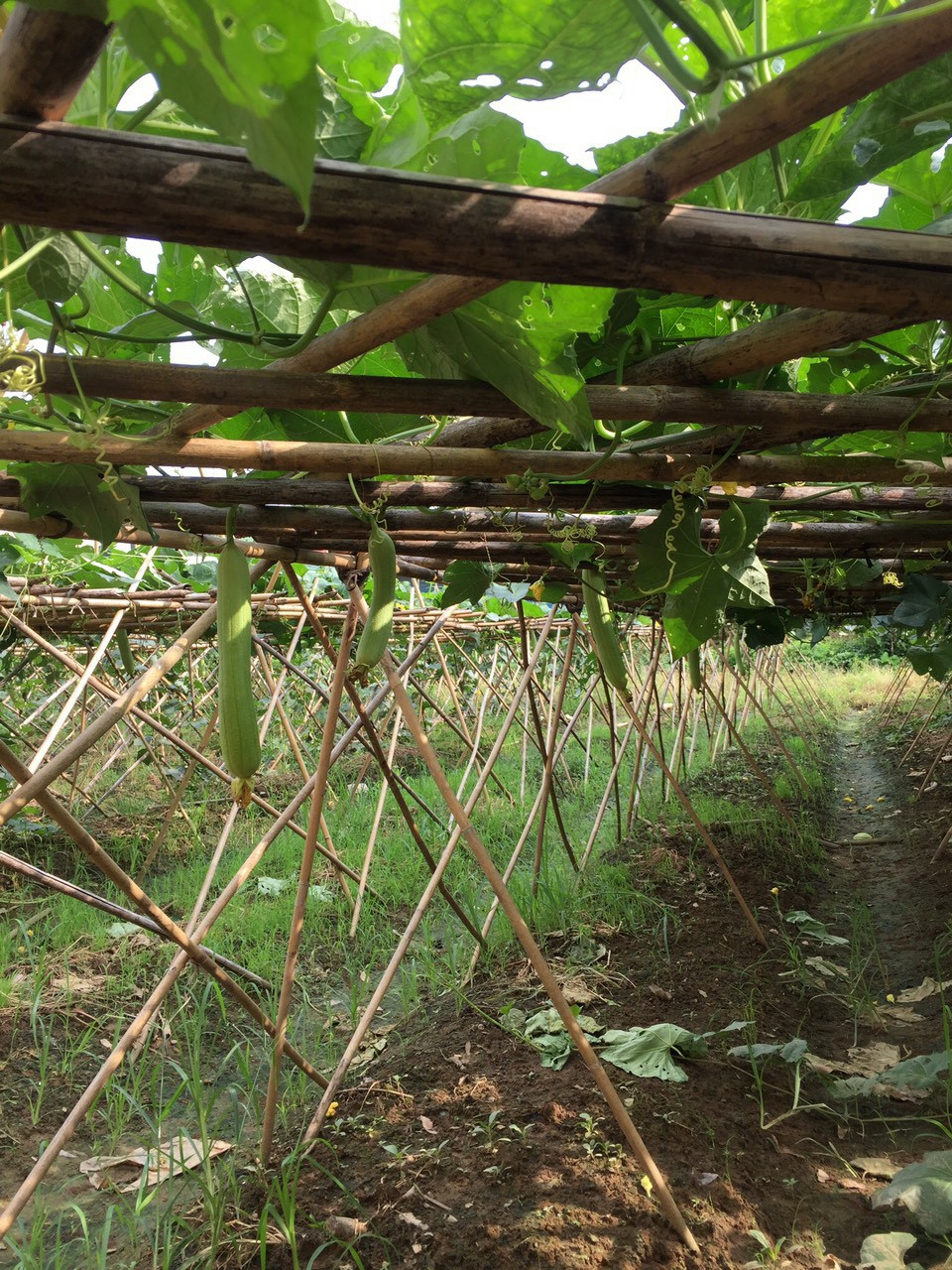 Mướp hương Văn Phú