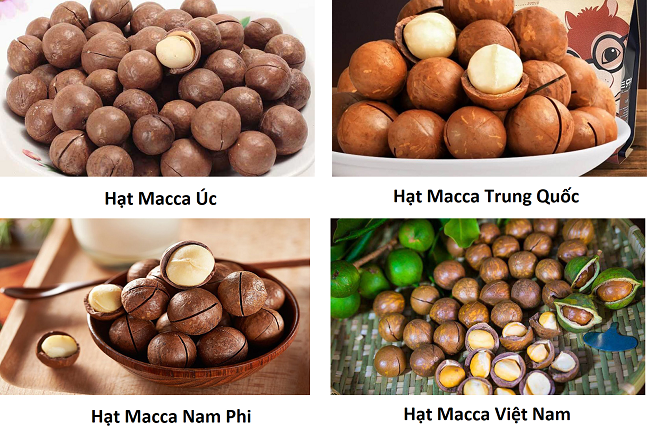 Hạt mắc ca