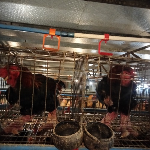 Giống gà lai hồ