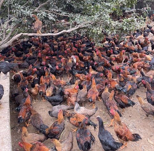 Giống gà lai mía
