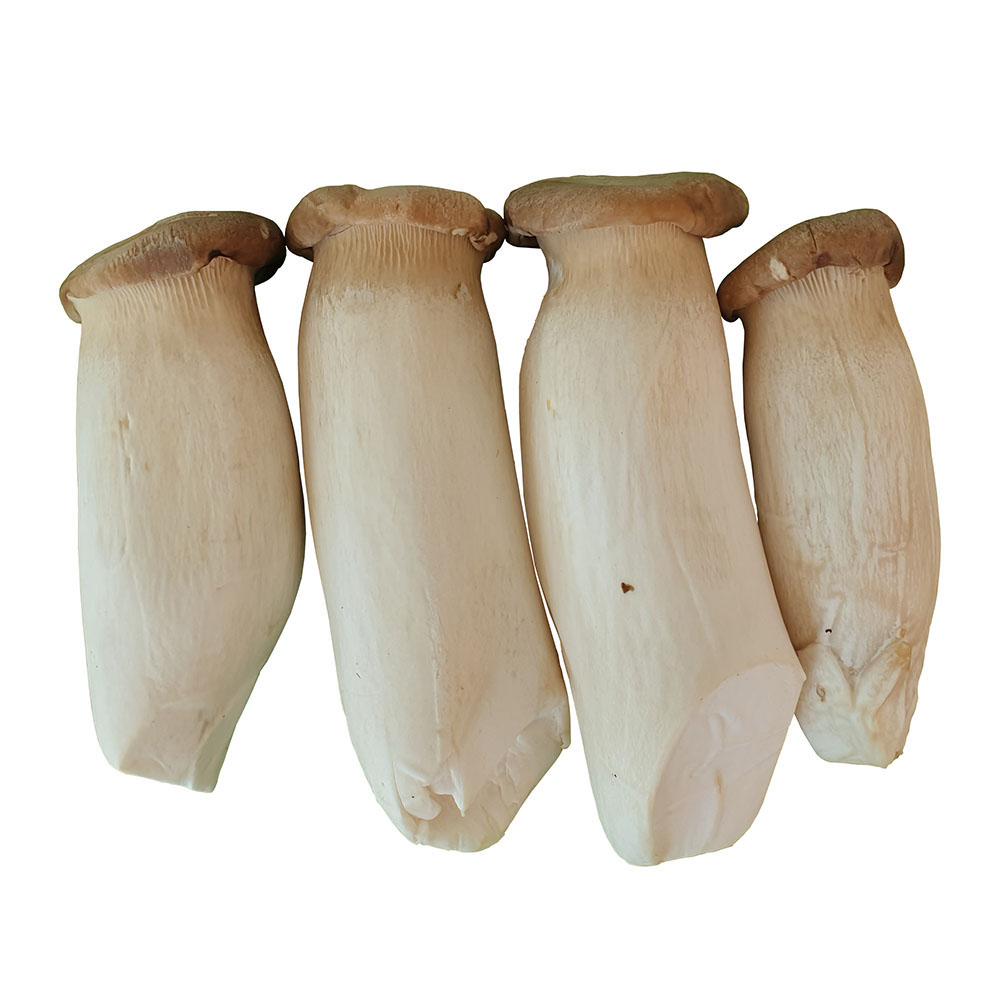 Nấm đùi gà