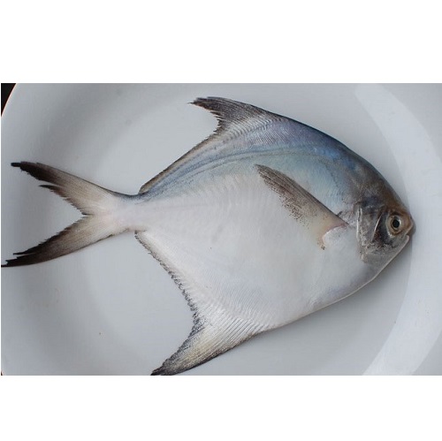 Cá chim trắng