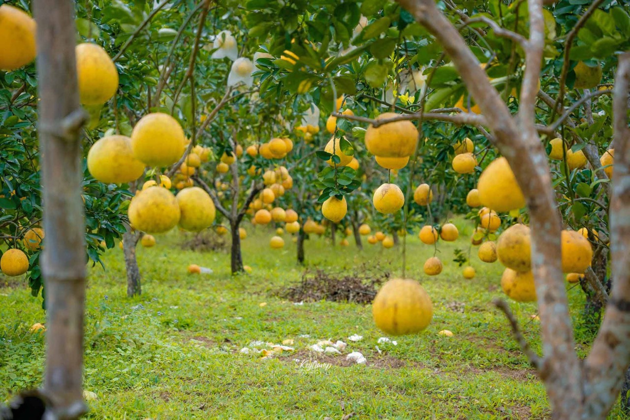 Bưởi