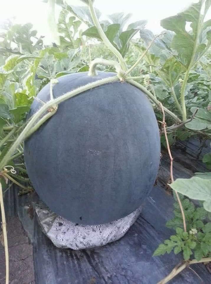 Dưa hấu tròn An Tiêm