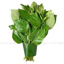 Lá lốt