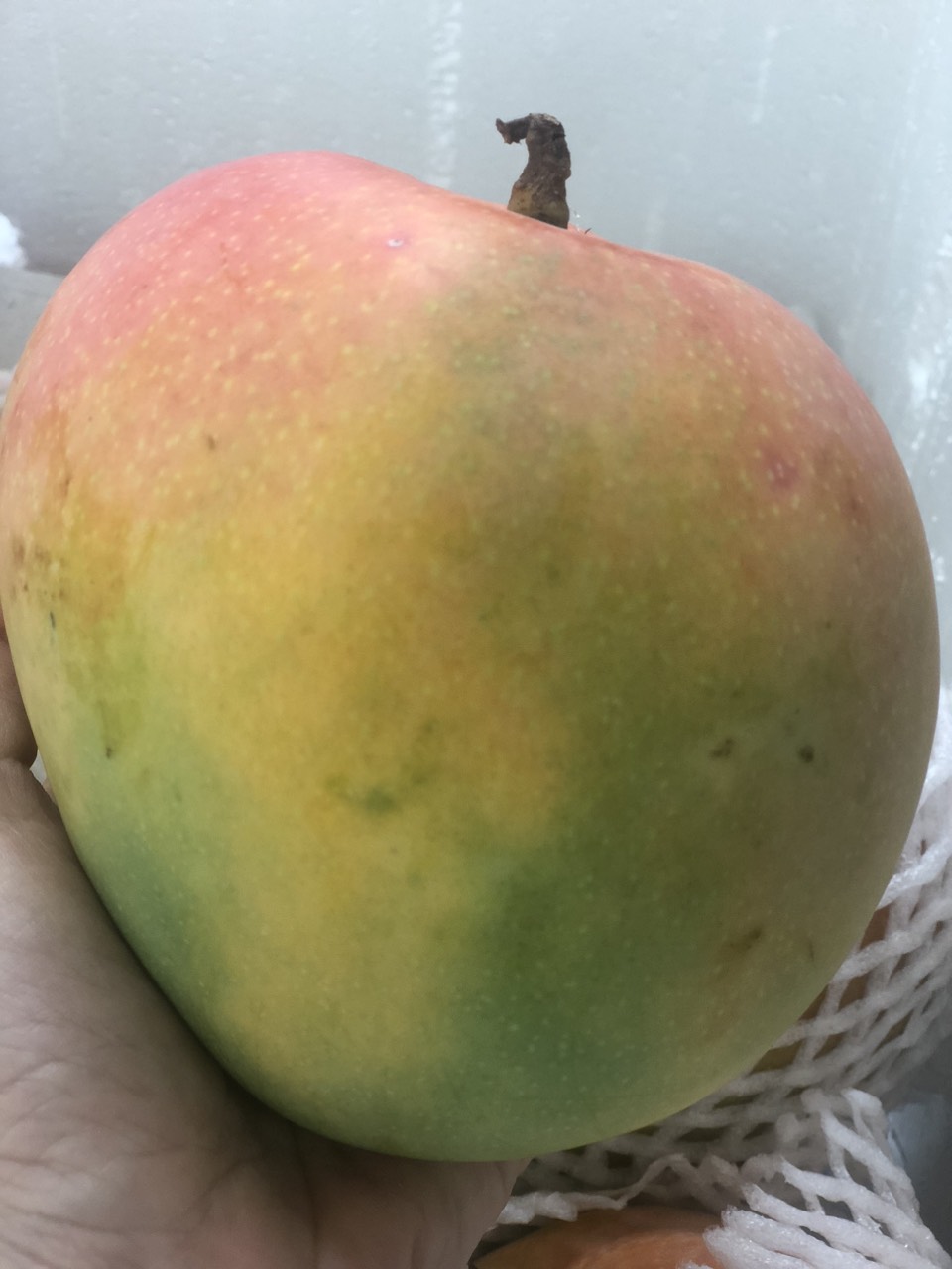 Xoài úc